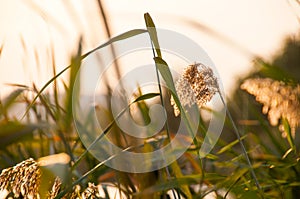 Reed spikelets in the sunset