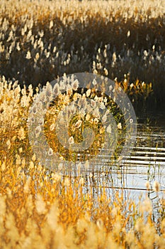 Reed stalks in the swamp