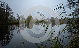 Reed stalks sway gently on the shore of a calm rural lake on a silent grey november day, copy space