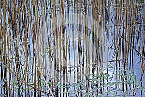 Reed stems and blue sky with clouds reflecting in the water