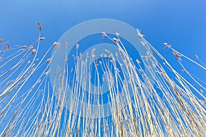 Reed stems with plumes against blue sky in spring