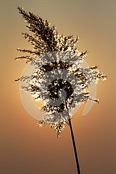 Reed in the sun