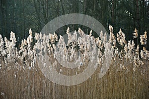 Reed and sun on blue sky background.