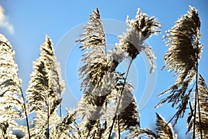 Reed and sun on blue sky background.