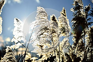 Reed and sun on blue sky background.