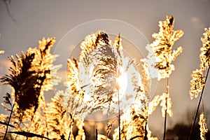 Reed and sun on blue sky background.