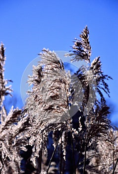 Reed and sun on blue sky background.