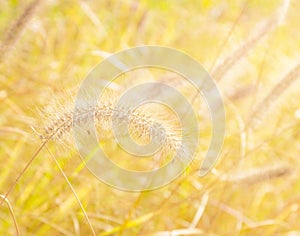 Reed and sunlight