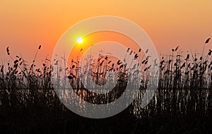 Reed sunset photo