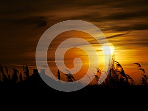 Reed sunset