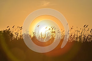 Reed in the sunset