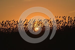 Reed in the sunset