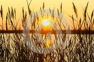 Reed at sunset