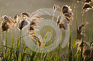 Reed in the sunset