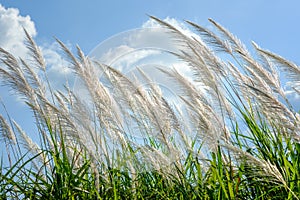 Reed sway in the wind