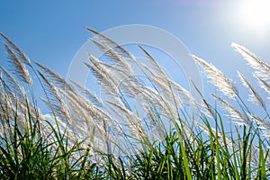 Reed sway in the wind