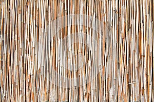 Reed texture photo