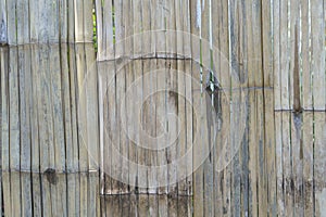 Reed texture for background or backdrop use