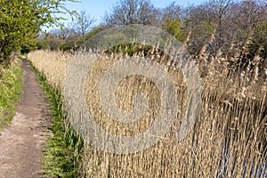 Reed or thatch on the side of a rogation canal in the nature reserve Oranjezon in The Netherlands