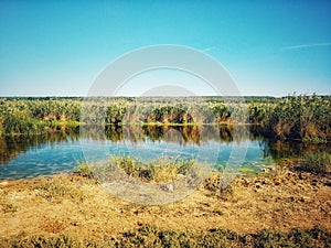 Reed thickets on the river