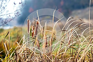 Reed thickets on the river near the forest in autumn