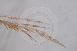 Reed tier, pampas grass. Golden reed grass in winter on a background of snow. Abstract natural background. Beautiful pattern in ne