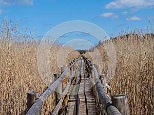 Reed Trail Odyssey: Exploring Kanieris\' Wooden Pathway