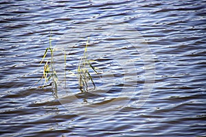 Reed twigs in the water of a pond with waves