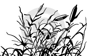 Reed vector illustration.