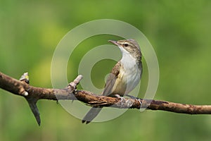 Reed Warbler