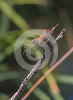 Reed Warbler with dragonfly