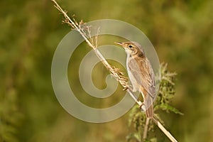 Reed warbler perched on a small twig in wetlands