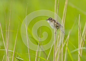 Reed Warbler on reed