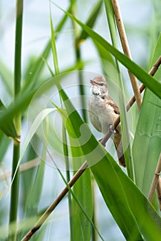 Reed Warbler on reed