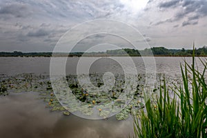 Reed water lilies lake, het Vinne, Zoutleeuw, Belgium