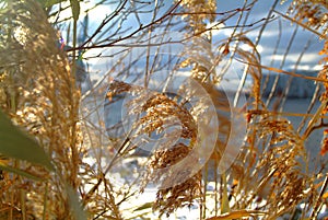 Reed in wier ontn the river Bank photo