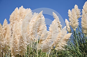 Reed in the wind