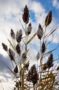 Reed in the wind