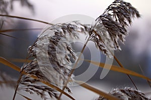 Reed in the wind macro