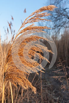 Reed on wind