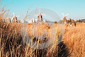 Reed and windmills in Sorae ecology wetland park, Incheon, Korea