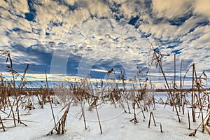 Reed in winter