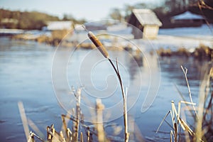 Reed on a winter lake in Denmark