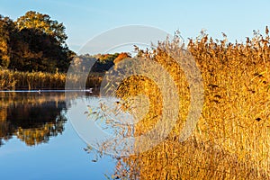 Reedbed in a calm lake in the fall