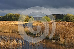 Reedbed, Somerset levels (Phragmites australis)