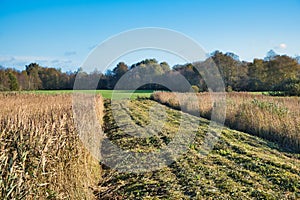 Reedbeds and meadows in National Park Weerribben-Wieden, the Netherlands