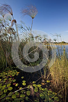 Reedbeds - Okavango Delta - Botswana