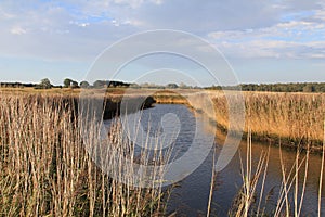 Reedbeds and the River Blyth