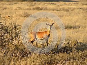 Reedbuck in the savannah of South Africa