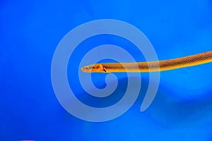 The reedfish, ropefish, or snakefish - (Erpetoichthys calabaricus), photographing in freshwater aquarium tank